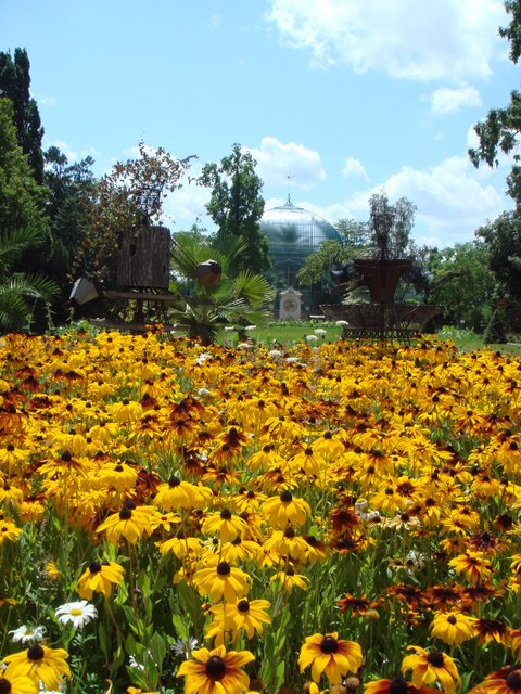 Rudbeckia hirta Auteuil